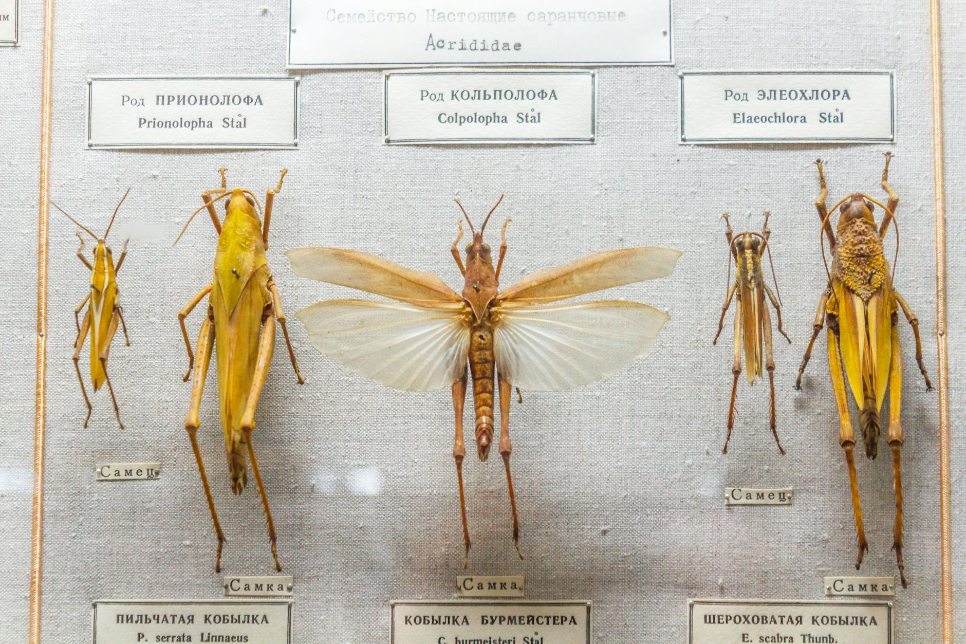 KKS Kalisz zmierzy się ze Stalą Stalowa Wola w Betclic 2 Lidze